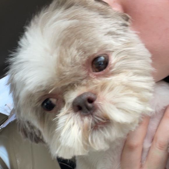 Meet your Posher, Ryleigh - Picture 2 of 2